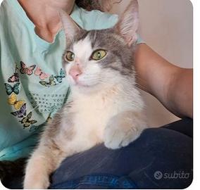 Maschio 2 anni