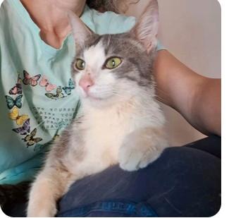 Maschio 2 anni