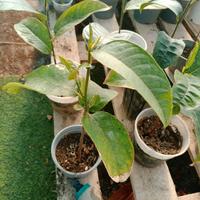 piante a frutto tropicale rare!