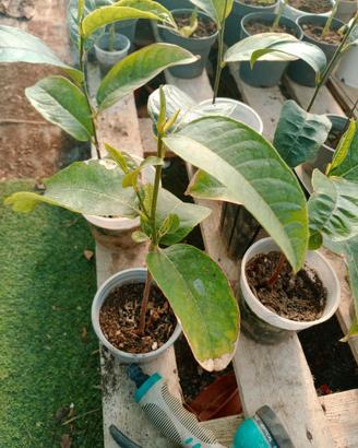 piante a frutto tropicale rare!