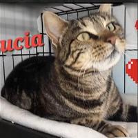 LUCIA dolce tigrottina