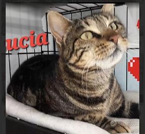 LUCIA dolce tigrottina