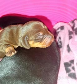 Bassotto nano cioccolato maschio