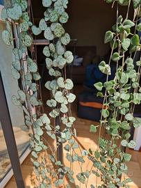 Ceropegia Wodii in vaso di ceramica tusca