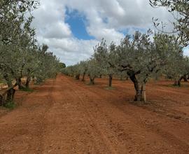 Oliveto con impianto d'irrigazione