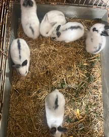 Coniglietti incrocio Ariete Testa di leone