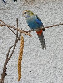 Rosella pallida