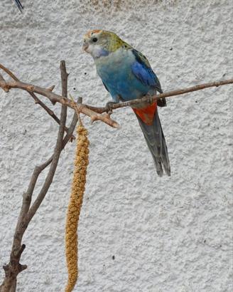 Rosella pallida