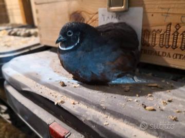 Cinesine vari colori