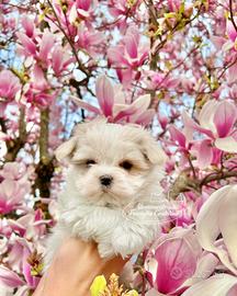 Maltesi cuccioli