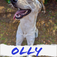 Olly, cucciolo taglia media