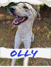 Olly, cucciolo taglia media