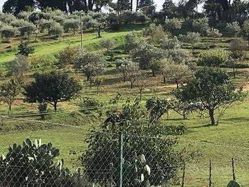 Terreno al Piano Cannata