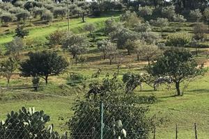 Terreno al Piano Cannata