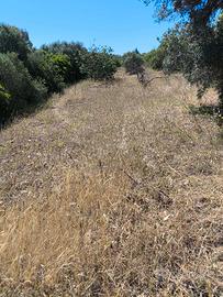 terreno agricolo a Separassiu -Quartu