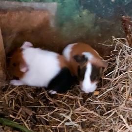 Porcellini D'india ( cavie peruviane)