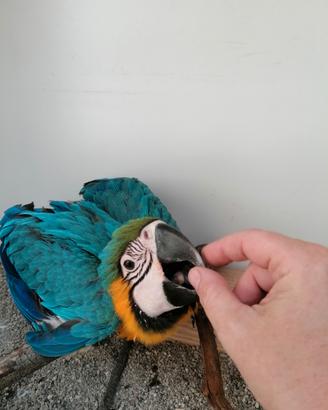 Giovane ararauna allevato a mano