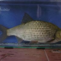 Scardolette per vivo