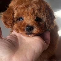 Barboncino Toy fulvo