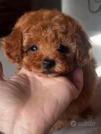 Barboncino Toy fulvo