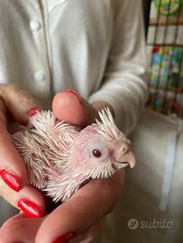 Calopsite novelle allevate a mano