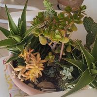 Composizione Piante grasse in vaso 