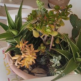 Composizione Piante grasse in vaso 