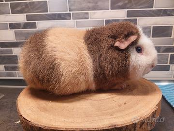 Porcellino d'india femmina