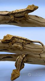 Geco ciliatus