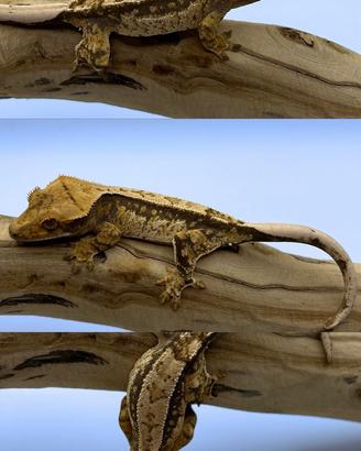 Geco ciliatus