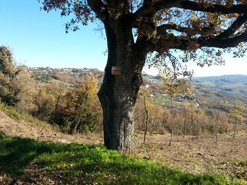 Terreno con progetto villetta - ORATINO