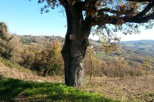 Terreno con progetto villetta - ORATINO