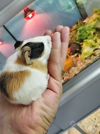 Porcellini d'india baby