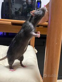 Splendidi topini domestici