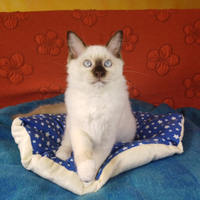 Cucciolo di Ragdoll Wonder Blue Sting