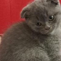 Gattino di razza Scottish Fold