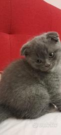 Gattino di razza Scottish Fold