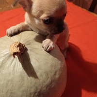 Cuccioli chihuahua pedigree