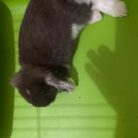 Coniglio ariete nano