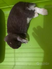 Coniglio ariete nano