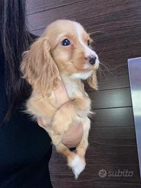 Cuccioli di cocker spaniel con Pedigree Enci
