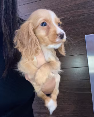 Cuccioli di cocker spaniel con Pedigree Enci