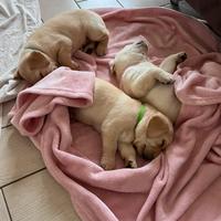 Labrador