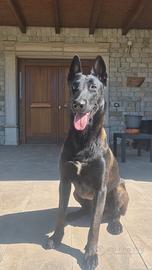 Pastore belga malinois