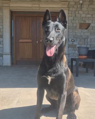 Pastore belga malinois