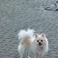 Volpino bianco color champagne