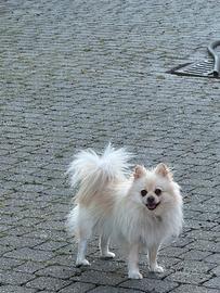 Volpino bianco color champagne