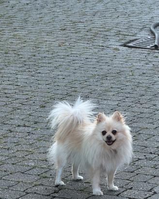 Volpino bianco color champagne