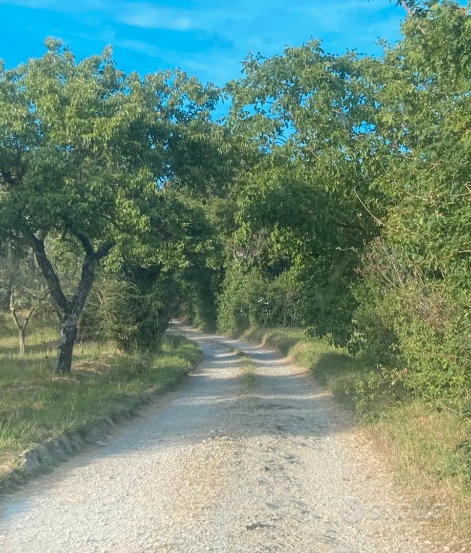 TERRENO AGRICOLO OLIVETA SANTA BRIGIDA - Vista 2