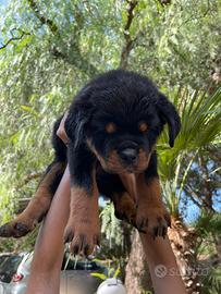 Rottweiler